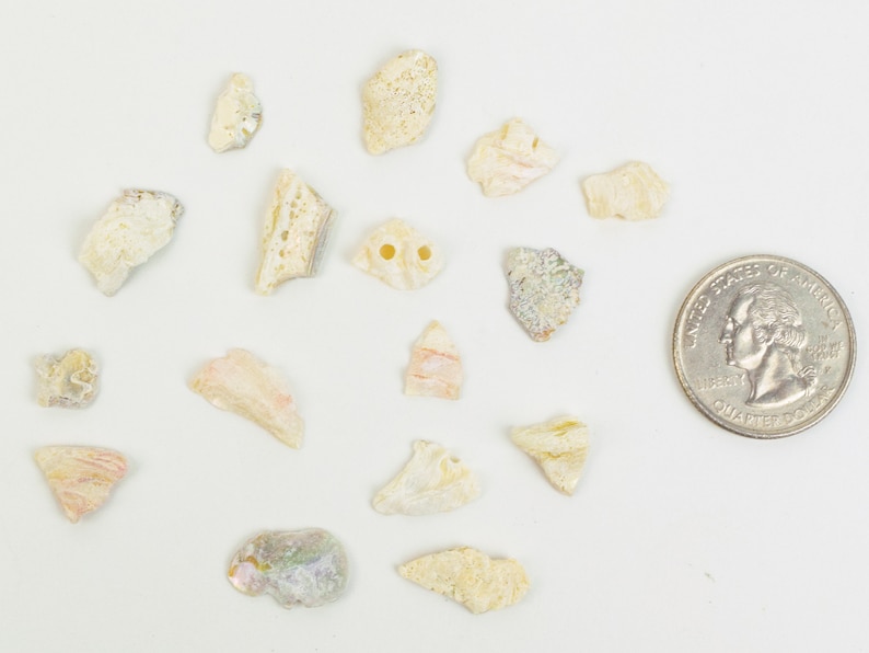 1-kg bag 220-TP-10-BW Bleached White African Abalone Shell Pieces: 10mm size 10UB 2.2 pounds