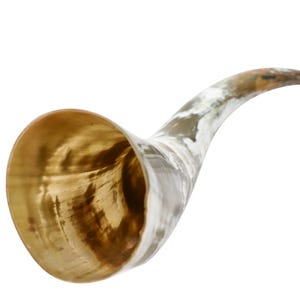 Pu&ograve; includere: Un shofar in corno naturale, uno strumento cerimoniale ebraico tradizionale, con uno schema di colori marrone chiaro e bianco. Il corno &egrave; curvo e ha un'ampia apertura a un'estremit&agrave;.