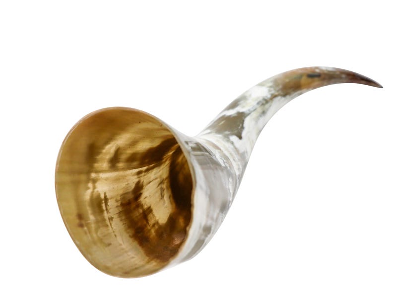 Pu&ograve; includere: Un shofar in corno naturale, uno strumento cerimoniale ebraico tradizionale, con uno schema di colori marrone chiaro e bianco. Il corno &egrave; curvo e ha un'ampia apertura a un'estremit&agrave;.