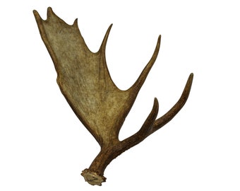 Whole Moose Antler Shed (461-1-G120)