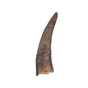 Real Brown Goat Horn: Small (318-1BRS-AS) Y1X