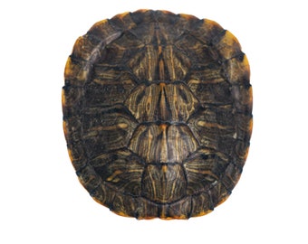 May include: Close-up of a turtle shell with a dark brown and black pattern. The shell has a yellow edge.
