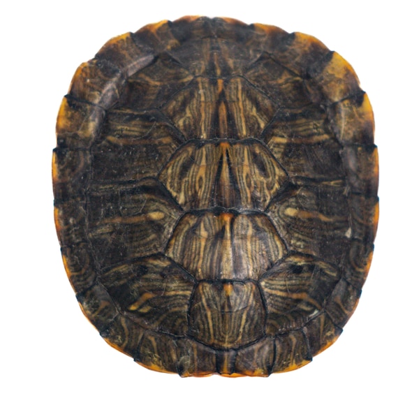 Turtle Shell - Etsy