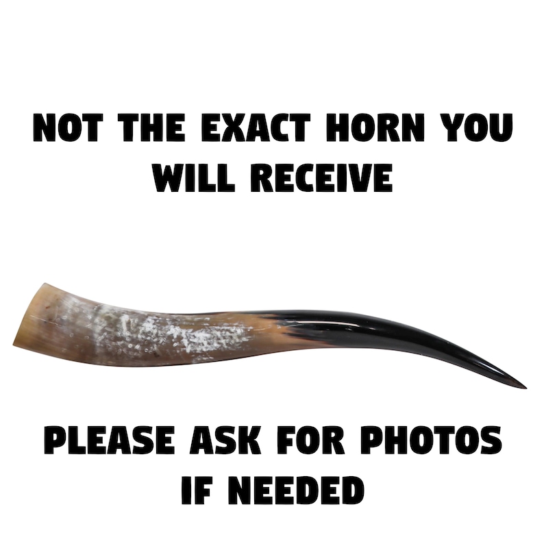 Puede incluir: Un cuerno de vaca marr&oacute;n y negro con una punta blanca. El cuerno es curvo y tiene una superficie lisa. El texto "NOT THE EXACT HORN YOU WILL RECEIVE" est&aacute; en la parte superior de la imagen. El texto "PLEASE ASK FOR PHOTOS IF NEEDED" est&aacute; en la parte inferior de la imagen.