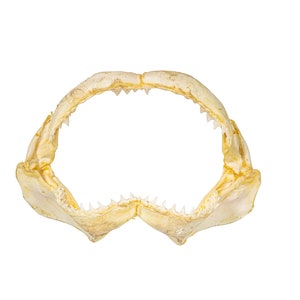 Real Bull Shark Jaw 12&quot; (561-J16-12-G4914) 8UK21