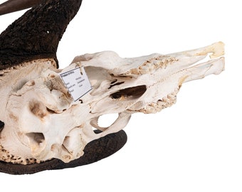 THE SKULL DISKDAMNGOOD!! × NATURE TONES Ornithomimosaurid Skull – Display Replica – Black Hills