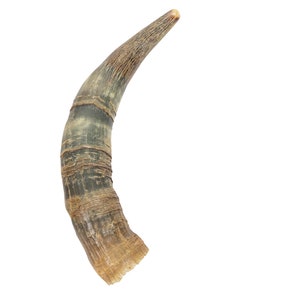 Weathered Steer Horn #1: Gallery Item (306-W-1-G6048) Y3K