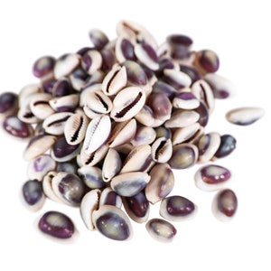 May include: A pile of cowrie shells with white and purple coloring. The shells are smooth and glossy.