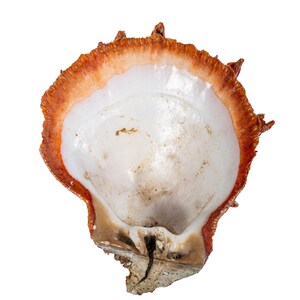 Red Orange Spiny Oyster Shell – First Quality (1086-41-G6337) Y1X
