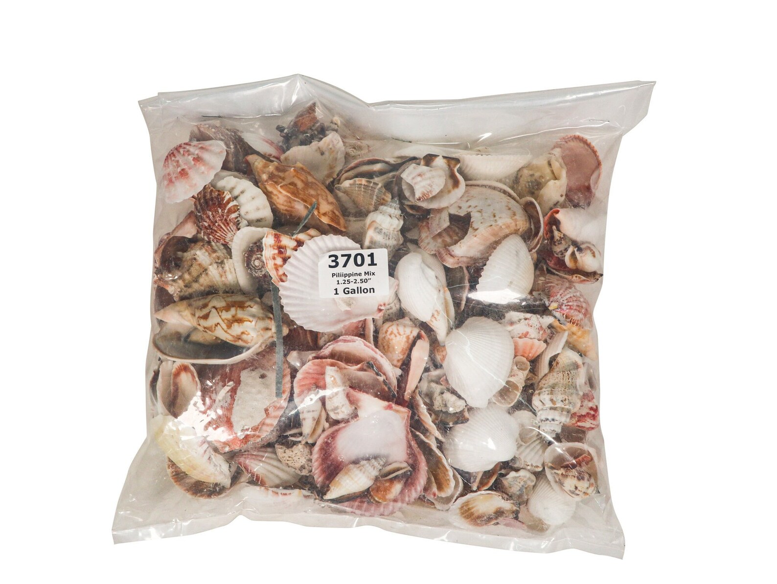 Philippine Mix Shells 1.252.50: 1-gallon - Etsy