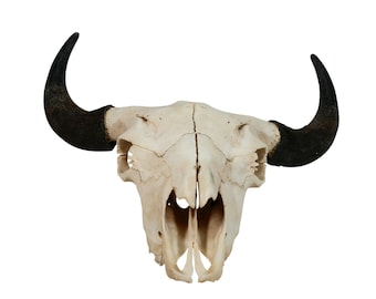 Buffalo Skull Etsy