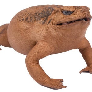 Puede incluir: Un sapo grande y marr&oacute;n con piel texturizada y una boca ancha. El sapo tiene un ojo prominente y abultado y mira directamente a la c&aacute;mara.