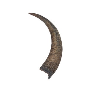 Real Brown Goat Horn: Extra Extra Large (318-1BRXXL-AS) Y3K