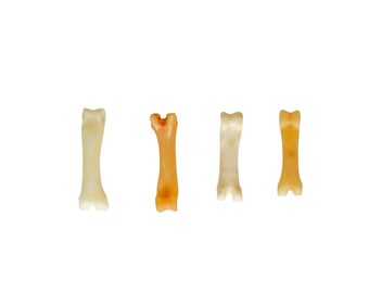 Four Coyote Knuckle Bones (1116-31)