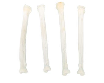 Four Coyote Radius Leg Bones (1116-23)