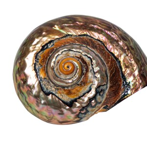 May include: A large, iridescent seashell with a spiral pattern in shades of brown, green, and purple. The shell has a smooth, glossy finish.