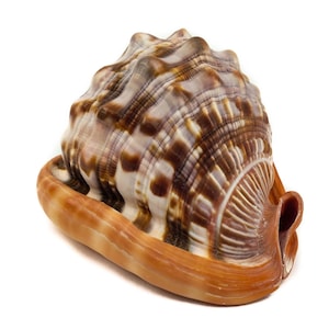 Medium Cameo Shell 5-6&quot; (1087-M) Y1G