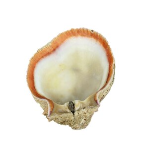 Red Orange Spiny Oyster Shell – Second Quality (1086-12-G3336) Y1J