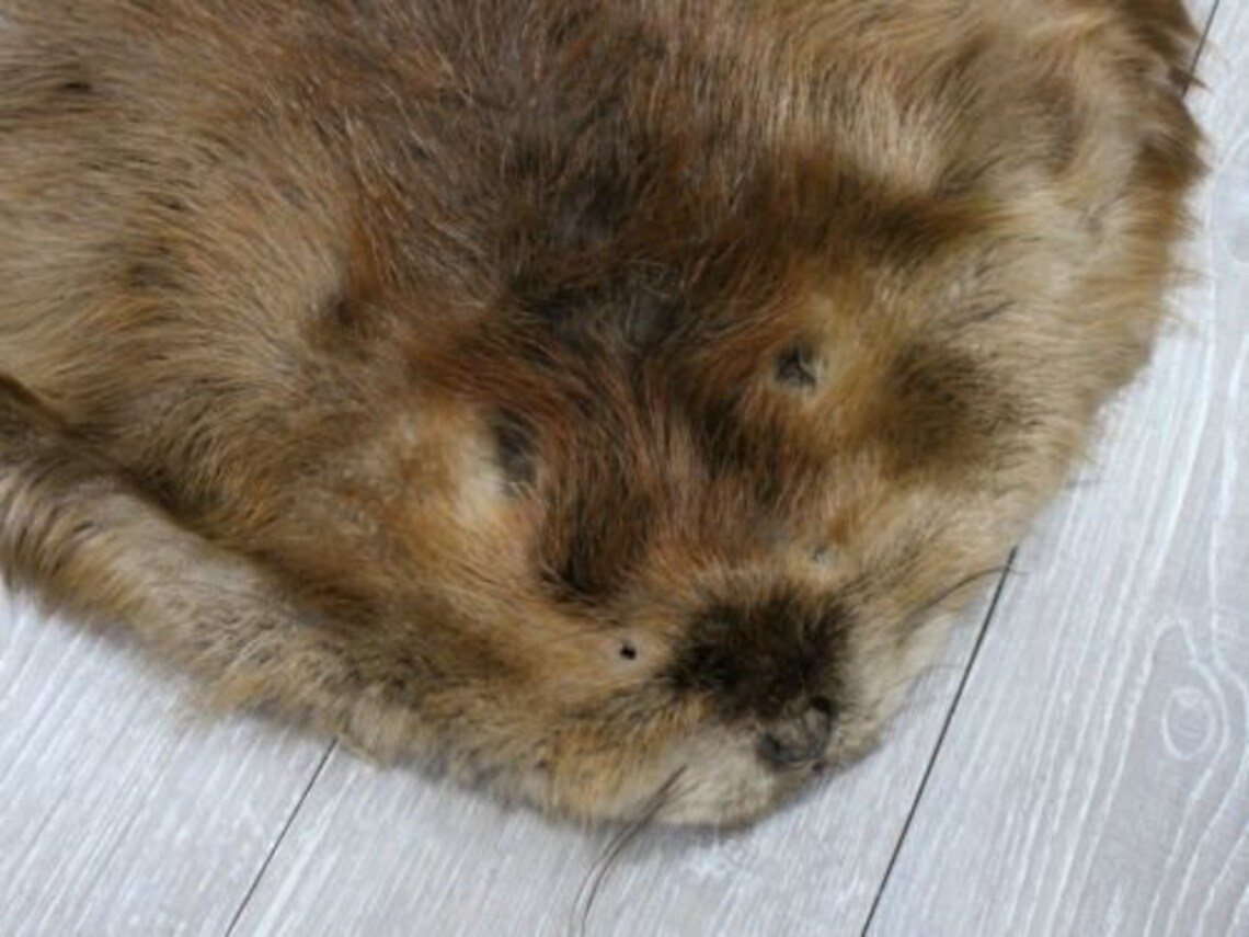 Extra Large Beaver Skin #1/#2 Grade: Gallery (50-1-XL-G3216) - Etsy