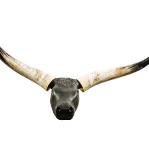 K&ouml;nnte beinhalten: Ein schwarzer Stier Sch&auml;del mit langen, gebogenen H&ouml;rnern. Die H&ouml;rner sind wei&szlig; mit braunen Spitzen.
