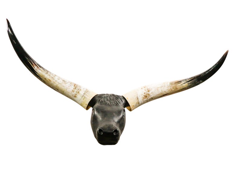 K&ouml;nnte beinhalten: Ein schwarzer Stier Sch&auml;del mit langen, gebogenen H&ouml;rnern. Die H&ouml;rner sind wei&szlig; mit braunen Spitzen.