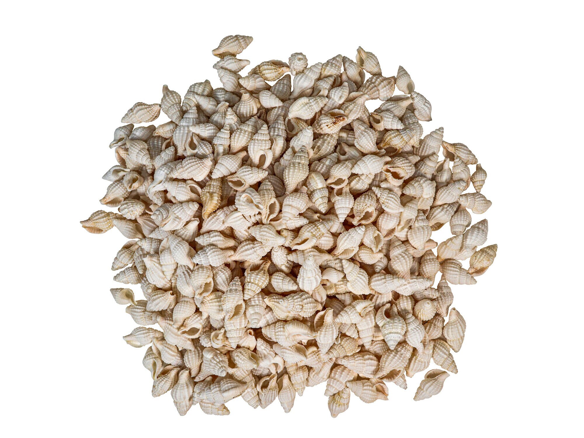 Nassa Reticulata Shells 0.625