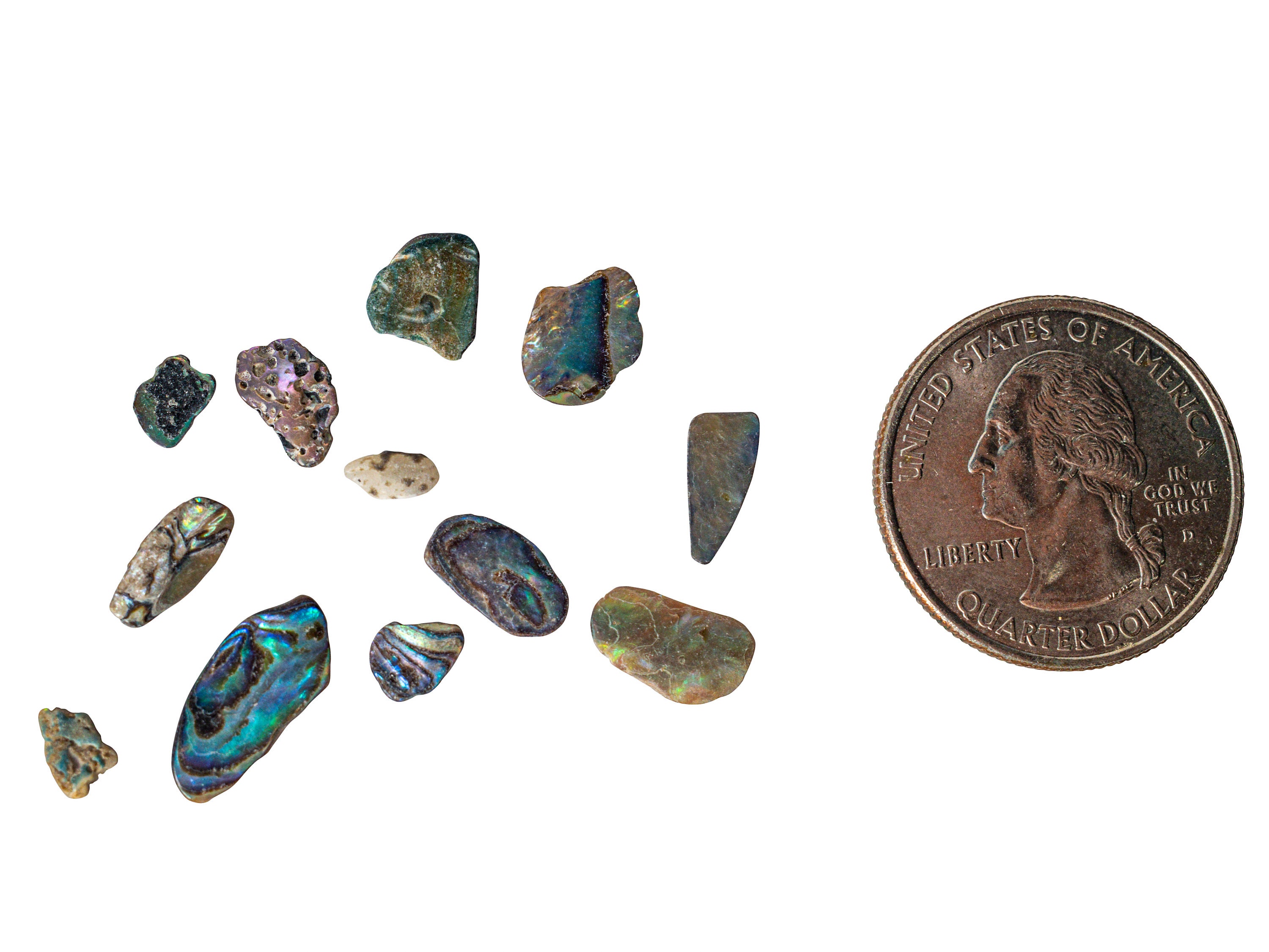 Random Assorted Paua Abalone Shell Pieces Satin: Extra Fine 1/4 Lb