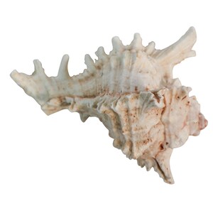 May include: A large, white seashell with a rough, textured surface and a pointed tip. The shell has a natural, organic shape and a light brown color.