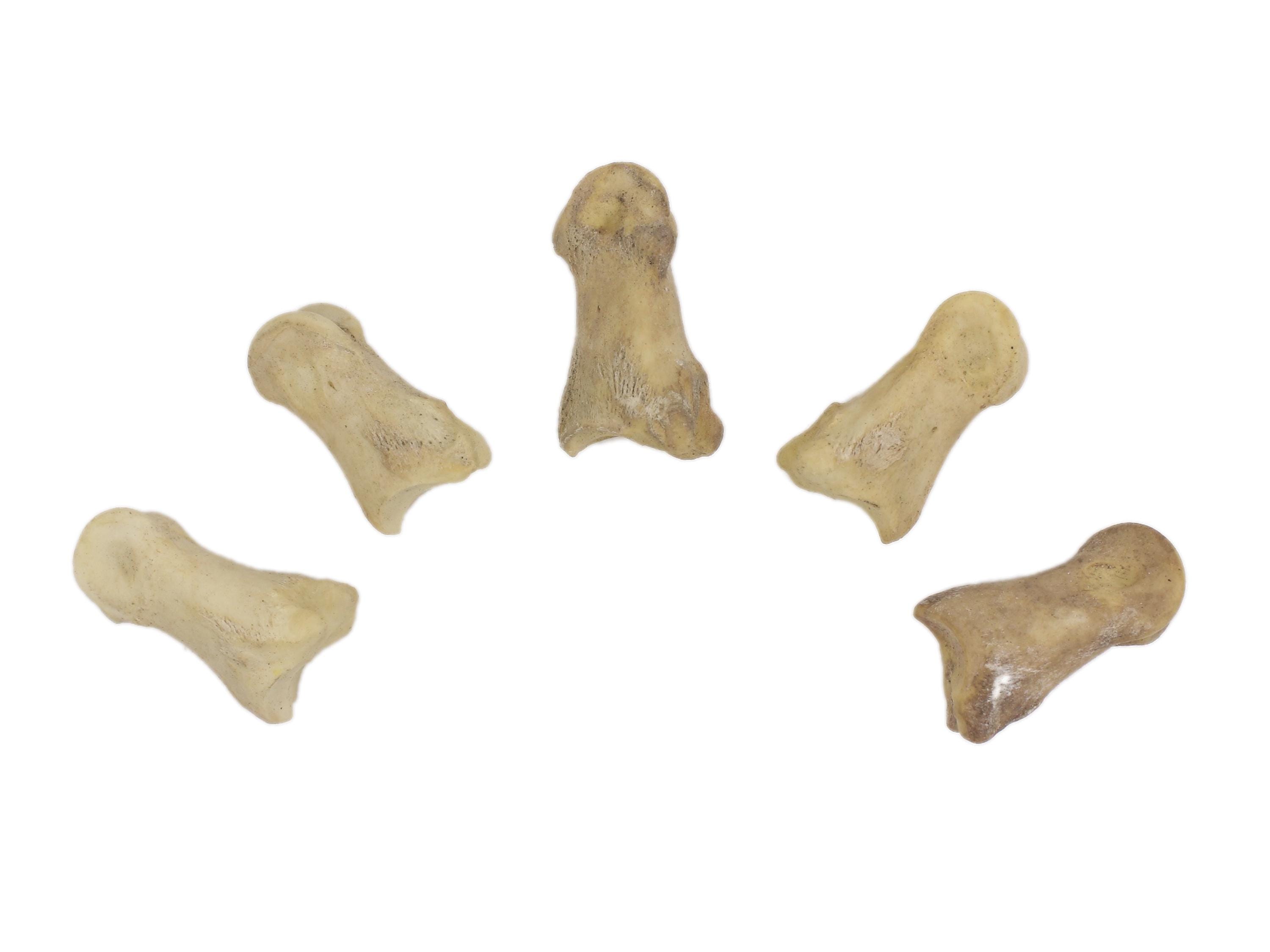 BONES & BONES Ⅱ / ASPARAGUS,LOSTAGE,the Amazon.com : Wiggles & Wags Chewy Bones Dog Treats, Peanut