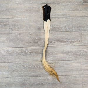 Hungarian Bovine Cow Tail - Professionally Tanned, Soft and Flexible for Crafts (18-35T-AS) Y1H