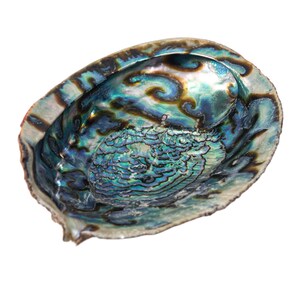 One (1) Jumbo Random Assorted Mexican Green Abalone Shell: 7-8&quot; (221-78G) Y3M