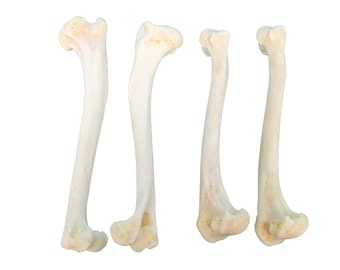 BONE Applications of Titanium Dioxide Nanostructure in Stomatology