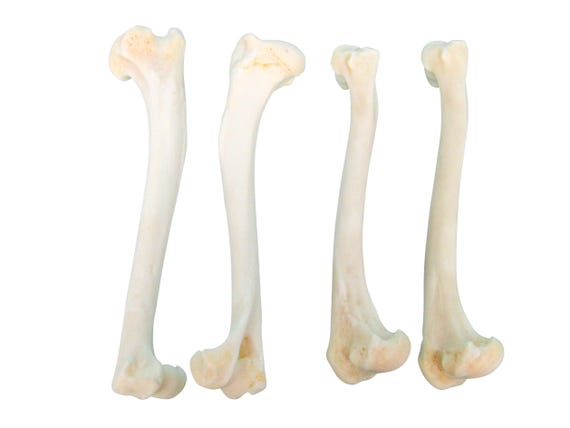 Four Coyote Humerus Leg Bones (1116-24) Y2D - Etsy