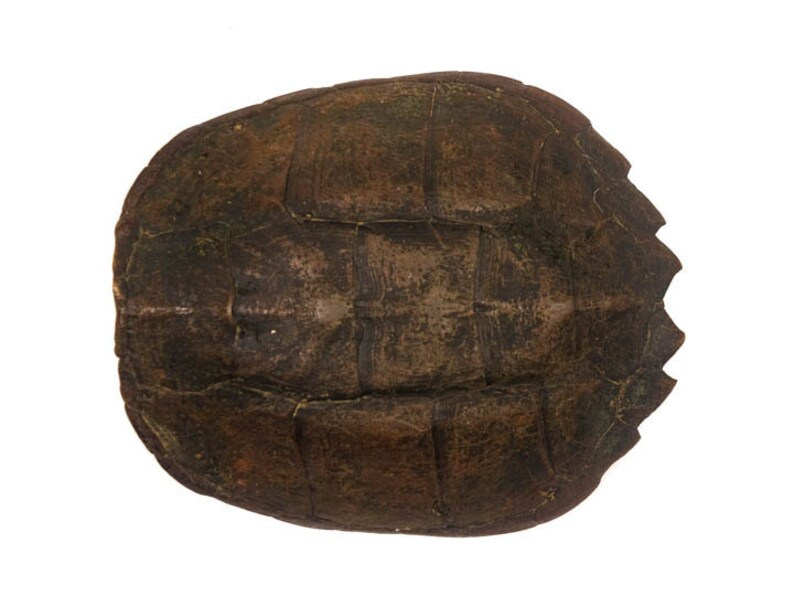 Real Snapping Turtle Shell with Plastron 12 Etsy