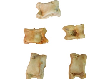 Five (5) Deer Knuckle Bones: Four-Sided (1137-32)