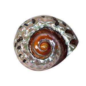 May include: A large, iridescent seashell with a spiral pattern in shades of brown, orange, and white. The shell has a smooth, glossy finish.