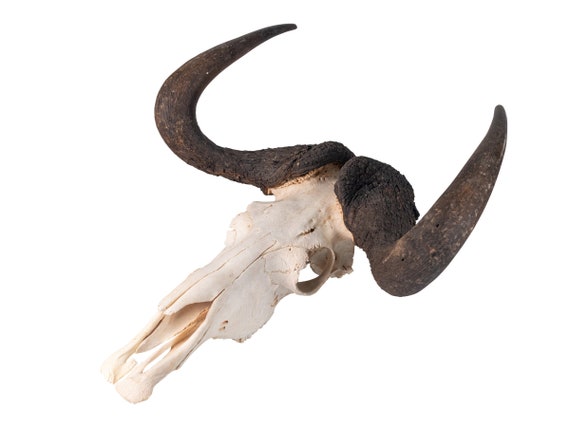 Real Black Wildebeest Skull With Teeth & Horns: Gallery 15-248-G4566 Y2P -  Etsy