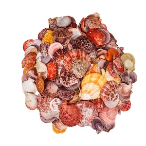 May include: A collection of colorful seashells in shades of red, orange, yellow, and white. The shells are arranged in a cluster, creating a visually appealing display.