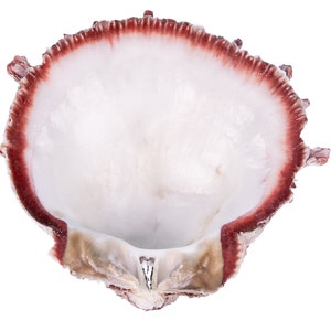 Spiny Oyster Shell: Red #1 (1086-31-G4141) Y1X