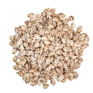Babylonia Aerolata Shells 1&quot;-2&quot;: 1-Gallon (2HS-3254S-GA) Y3K