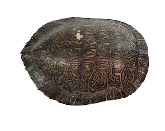11.5" River Cooter Turtle Shell (1077-1112-G4126)