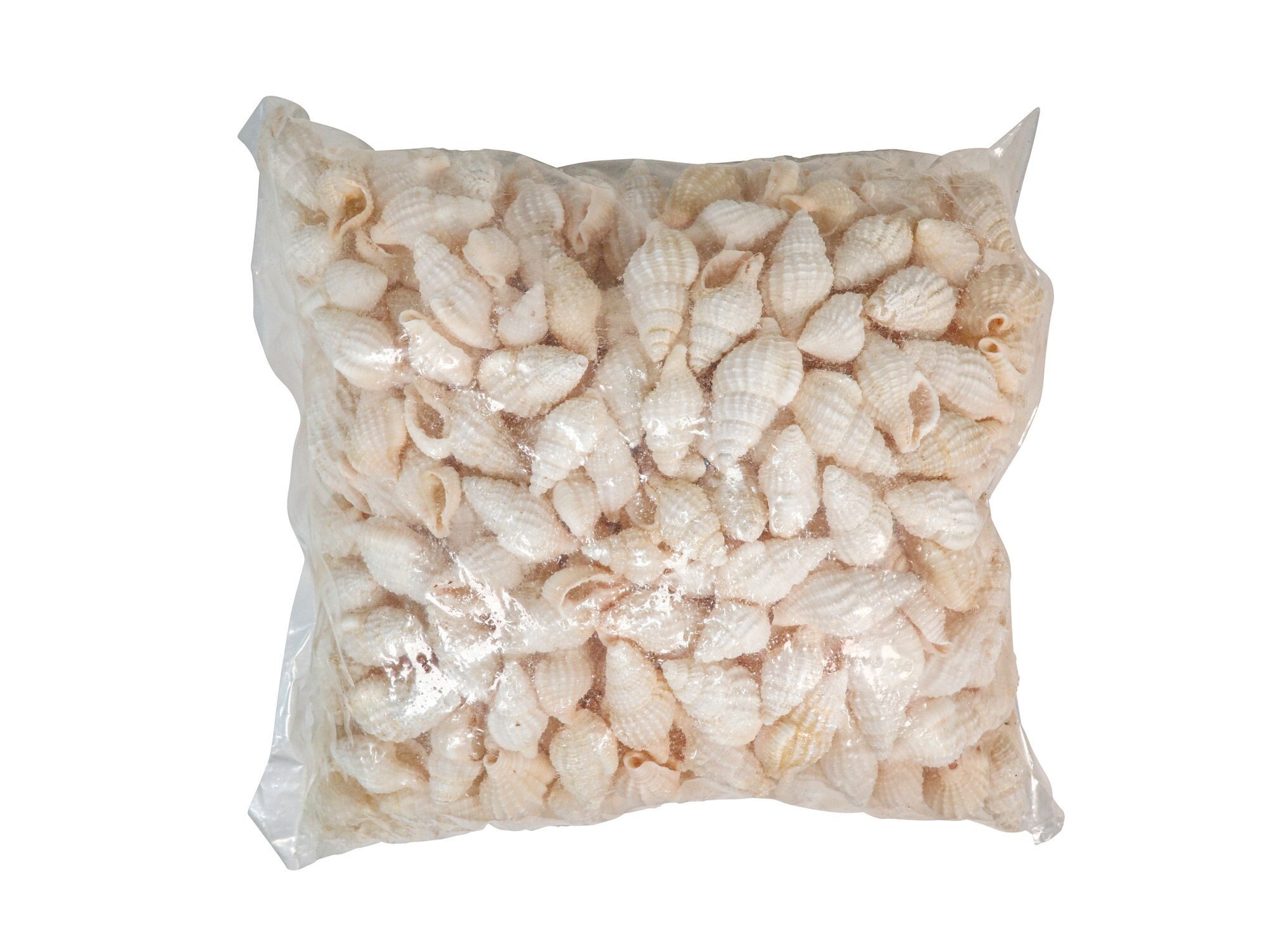 Nassa Reticulata Shells 0.625