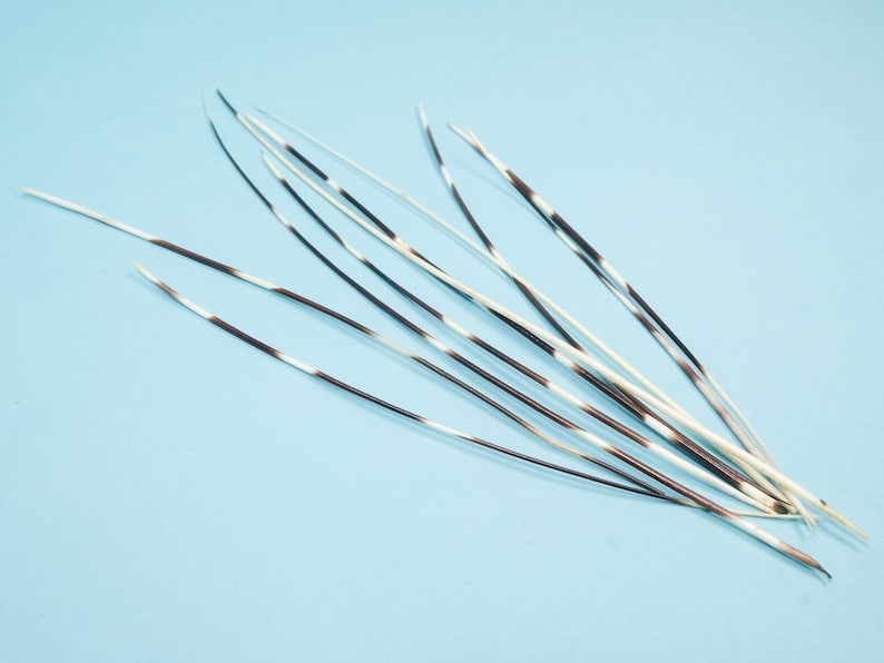 Puede incluir: Un manojo de plumas blancas y negras con un patr&oacute;n de bandas. Las plumas est&aacute;n dispuestas en forma de abanico sobre un fondo azul claro.