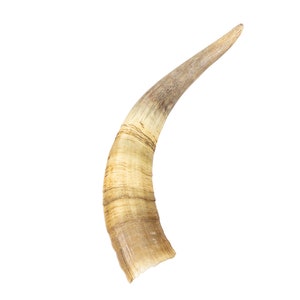 Weathered Steer Horn #1: Gallery Item (306-W-1-G6047) Y3K