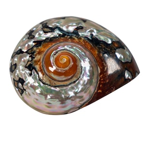 Random Assorted Polished Turbo Sarmaticus Shell: Small (672-P-S)