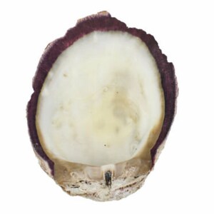 Purple Spiny Oyster Shell – First Quality (1086-21-G3267) Y1X