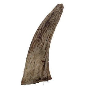 Goat Horn Cores for Craft Projects: &lt;4&quot; (318C-XS-AS) Y3D