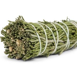 4&quot;-5&quot; Rosemary Bundle (1326-10-04) Y3L
