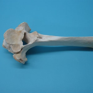 Bovine Cow Rod Bone (161-20) Y2I