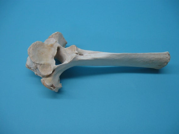 Bovine Cow Rod Bone 161-20 N10 -  Canada